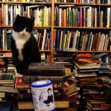 Cat by lots of books