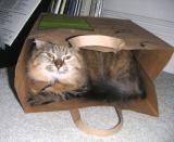 A cat in a bag