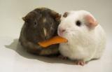 Two hamsters sharing a carrot