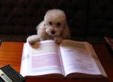 Dog reading